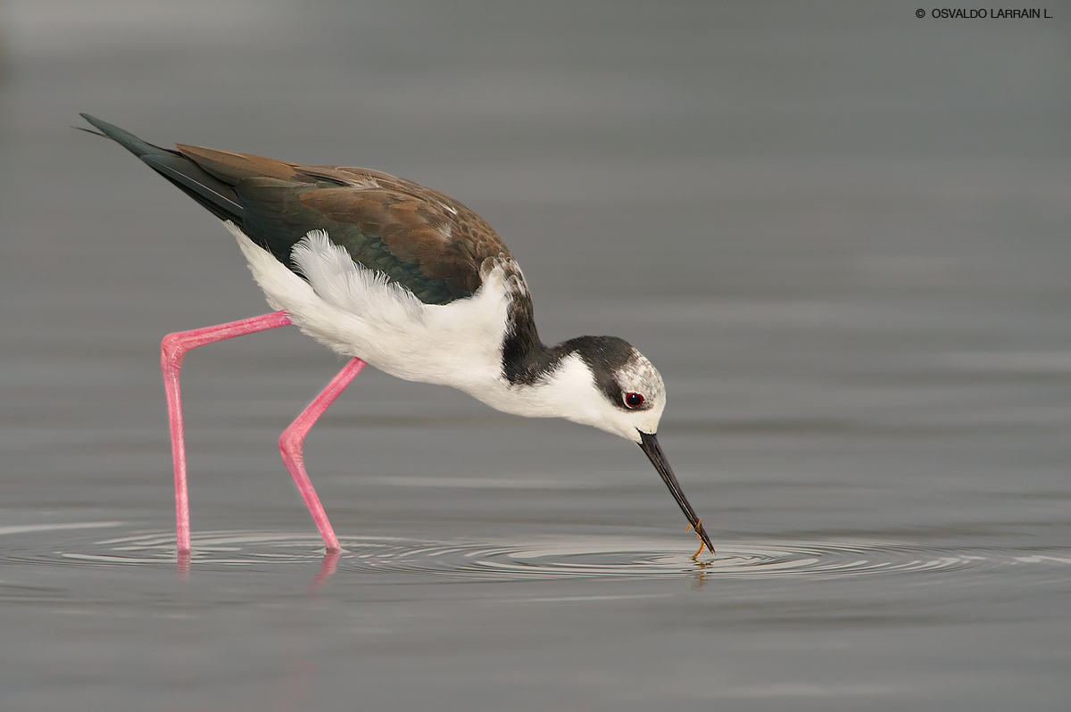 Fotografía Perrito Himantopus mexicanus melanurus de Osvaldo Larrain L en FotoNat org