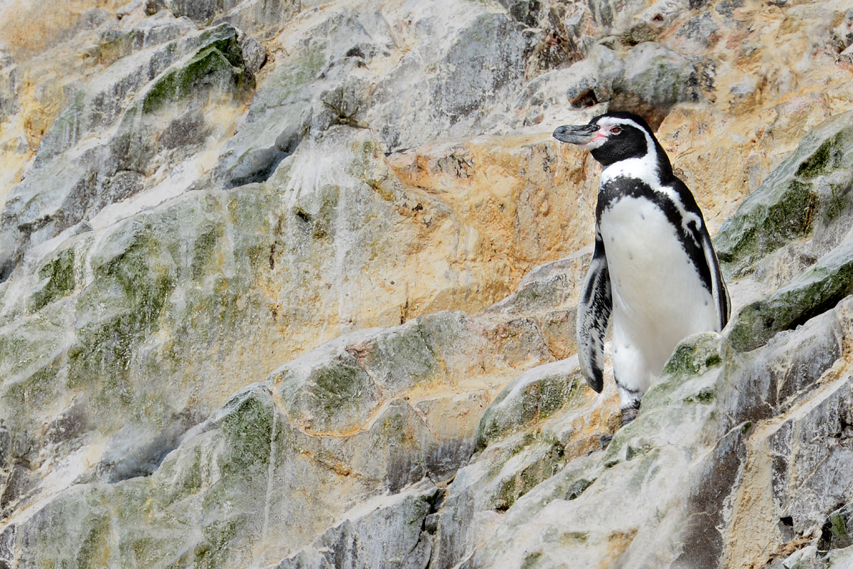 Fotografía Pingüino de Humboldt Spheniscus humboldti de Lotfi Si