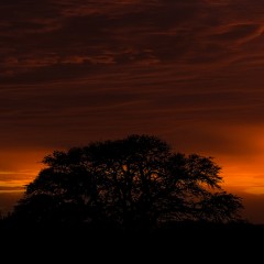 Amanece en el monte ..