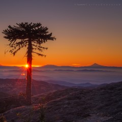 Amanece en Nahuelbuta