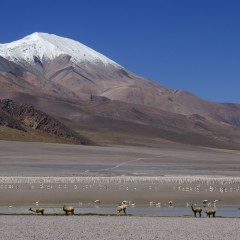 parinas y vicuas en Laguna Grande