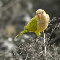 Cotorrita de la Suerte