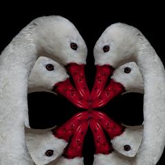 Todos para Uno o Mil maneras de arruinar una foto
