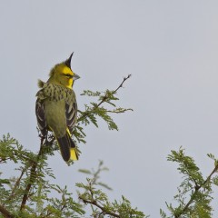 Cardenal Amarillo