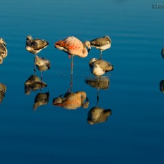 Flamencos monteses