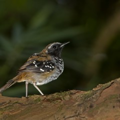 Macho Hormiguero Escamoso (Myrmeciza squamosa) Black-cheeked Gnateater