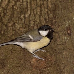 Carbonero Comn (Parus major; Great Tit)