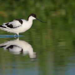 Avoceta