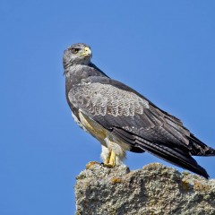 Aguila Mora
