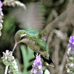 Colibri