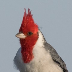 un simple cardenal