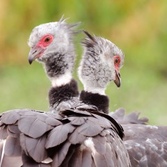 Pareja inseparable