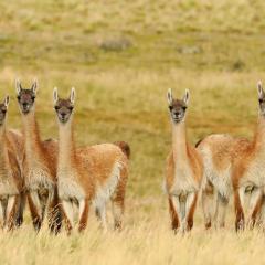 simples guanacos