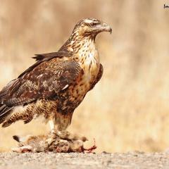 Juvenil, Aguila