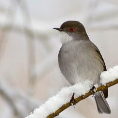 Diucn ( Xolmis Pyrope)