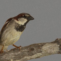 Mojadito