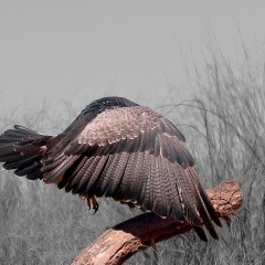 Plumas