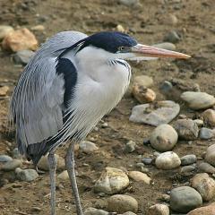 Garza Mora (Ardea Cocoi)