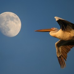 Pelecanus onocrotalus - Israel