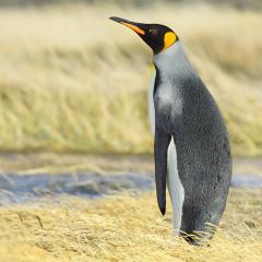 pinguino rey (1200 px)