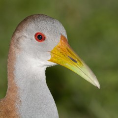 Ipaca II