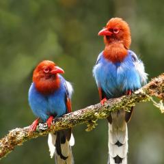 Sri Lanka Blue Magpie