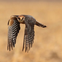 Mirada punzante