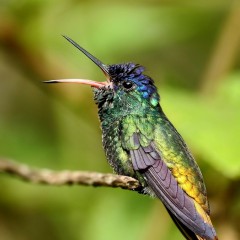 Bosteso de colibri - Peru (Agradeceria identificacion)
