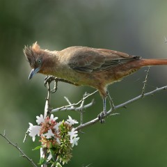 Cacholote