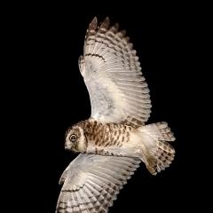 Vuelo Nocturno