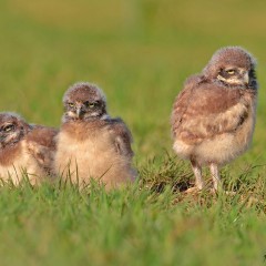 Lechuza pampa (pichones)