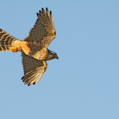 Volando al amanecer
