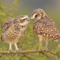 Me das un besito ??????