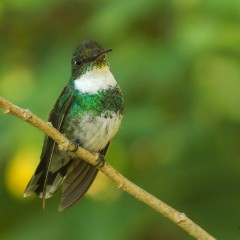 Verde sobre verde