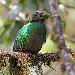 Quetzal Hembra
