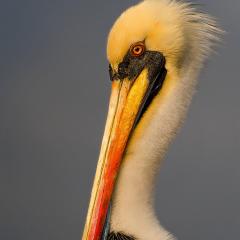 Pelicano