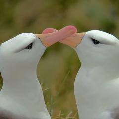 Un besito