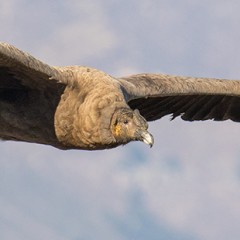 Condor II