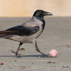 El Futbolista
