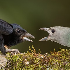 La pelea
