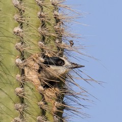 Habitante del cardon