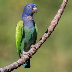 Cotorra Cabeciazul ( Pionus Menstruus )