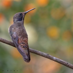 Colibr Pardo (Colibri delphinae)III