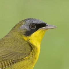 Araero cara negra