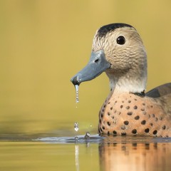 Pato de Collar