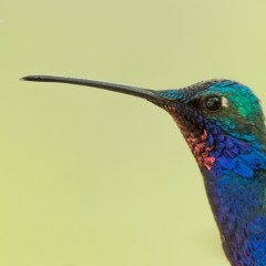 barbijo
