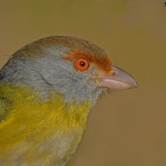 Retrato del chiviro