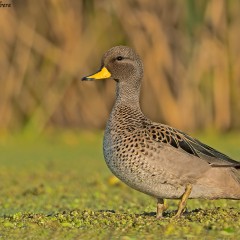 Pato barcino !!