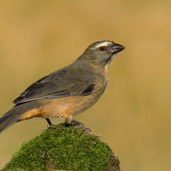 Pepitero gris