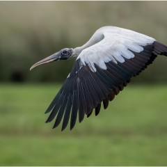 Volando bajo
